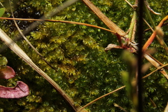 Warnstorfia fluitans