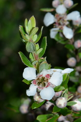 Leptospermum grandifolium