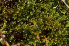 Warnstorfia fluitans