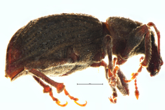 Irenimus parilis