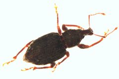 Irenimus parilis