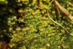 Warnstorfia fluitans