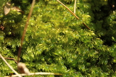 Warnstorfia fluitans