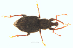 Irenimus parilis