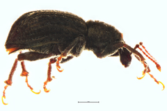 Irenimus parilis