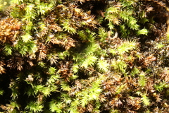 Racopilum cuspidigerum