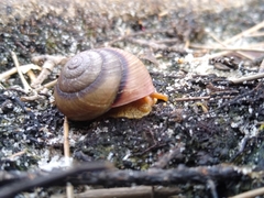 Pommerhelix carmelae