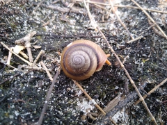 Pommerhelix carmelae