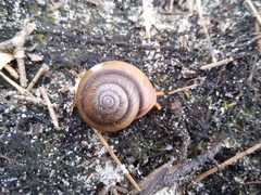Pommerhelix carmelae
