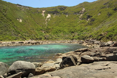 Warnstorfia fluitans