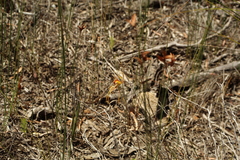 Caladenia corynephora