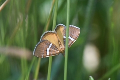 Chrysolarentia leucozona