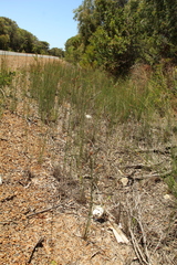 Caladenia corynephora