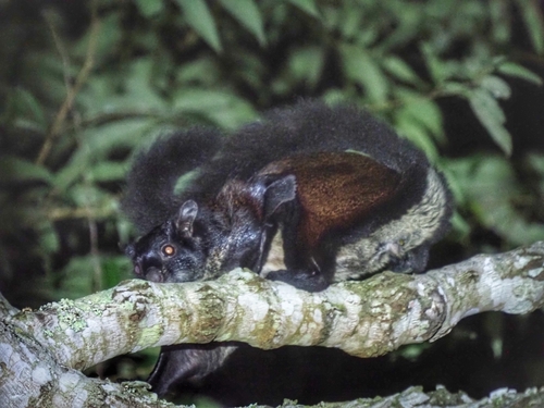Hainan Giant Flying Squirrel (Petaurista hainanus) — Data Deficient Mammalia