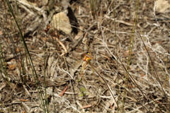 Caladenia corynephora