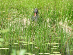 Cygnus atratus