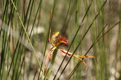 Caladenia corynephora
