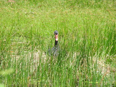Cygnus atratus