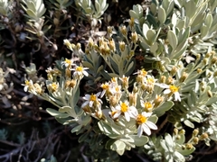Olearia moschata