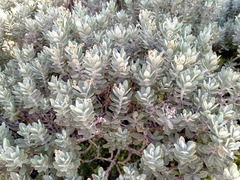Olearia moschata