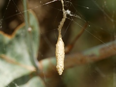Eriostethus perkinsi