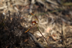 Caladenia corynephora