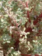 Forsskaolea tenacissima