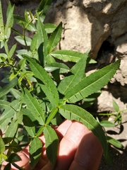 Zanthoxylum armatum