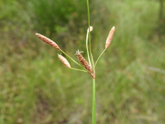 Fimbristylis ferruginea