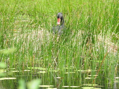 Cygnus atratus