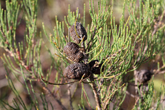 Allocasuarina fraseriana