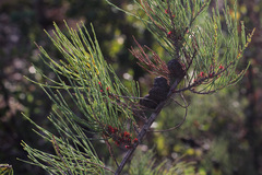 Allocasuarina fraseriana