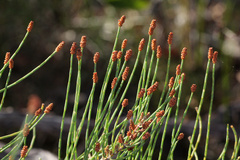 Allocasuarina fraseriana
