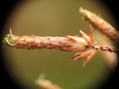 Fimbristylis ferruginea