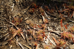 Drosera paleacea