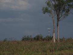 Rucervus eldii hainanus