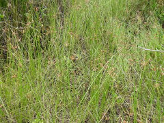 Fimbristylis ferruginea