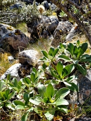 Celmisia holosericea