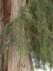 Cupressus pendula