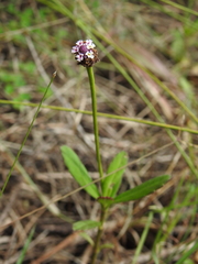 Phyla nodiflora
