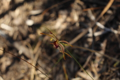 Caladenia corynephora