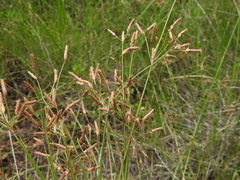 Fimbristylis ferruginea