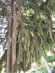 Cupressus pendula