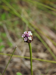 Phyla nodiflora