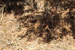 Caladenia corynephora