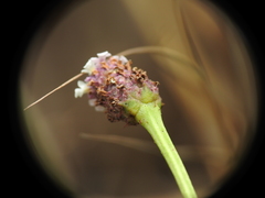 Phyla nodiflora