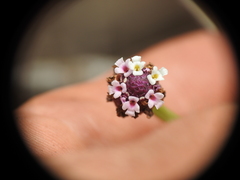 Phyla nodiflora