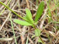 Phyla nodiflora