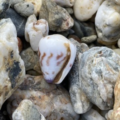 Conus sponsalis