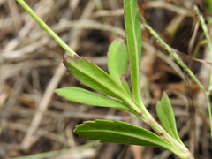 Phyla nodiflora